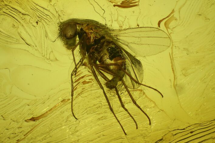Two Fossil Flies (Diptera) In Baltic Amber #150699